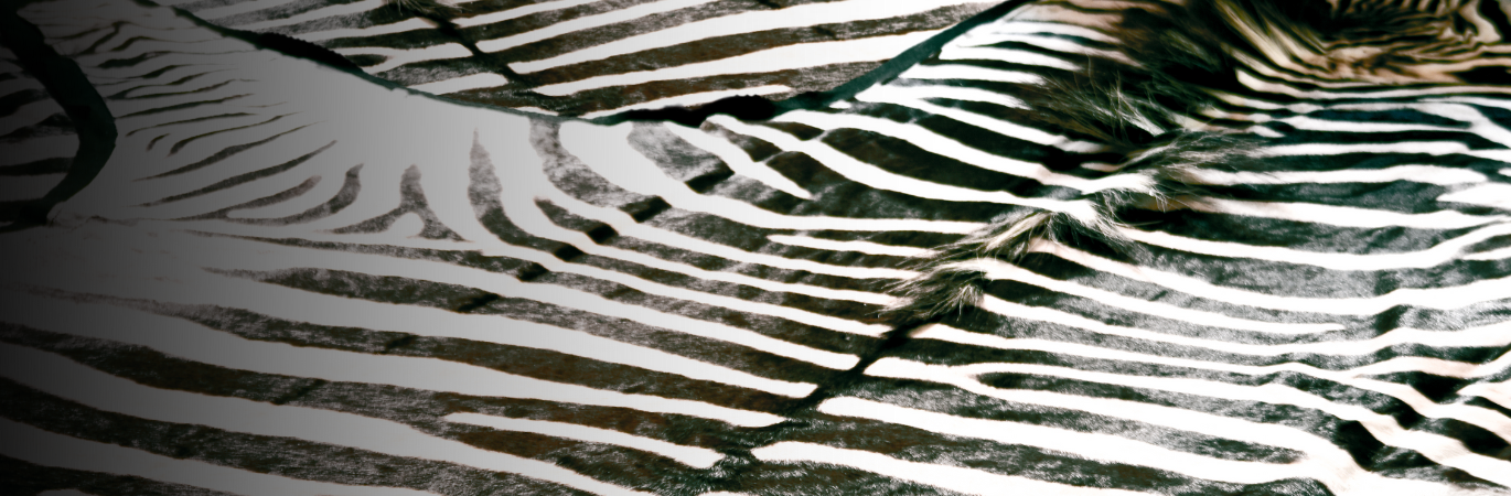 Our genuine zebra rugs are imported from South Africa and Namibia. Each hide carries our Hugo Hides seal for having been hand picked in accordance with our strict quality criteria.